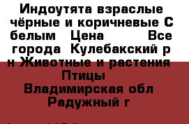 Индоутята взраслые чёрные и коричневые С белым › Цена ­ 450 - Все города, Кулебакский р-н Животные и растения » Птицы   . Владимирская обл.,Радужный г.